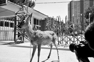 格格和狍子最新爆料,揭秘娱乐圈幕后真相